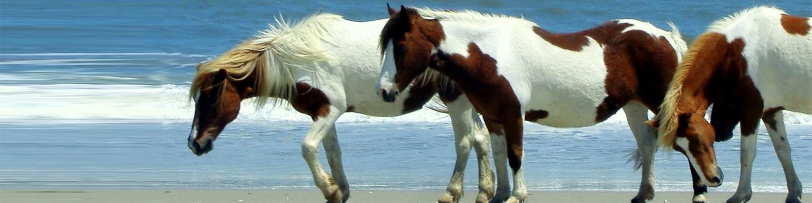 Wild Ponies on the Beach